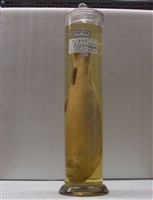 藏品(草魚)的圖片